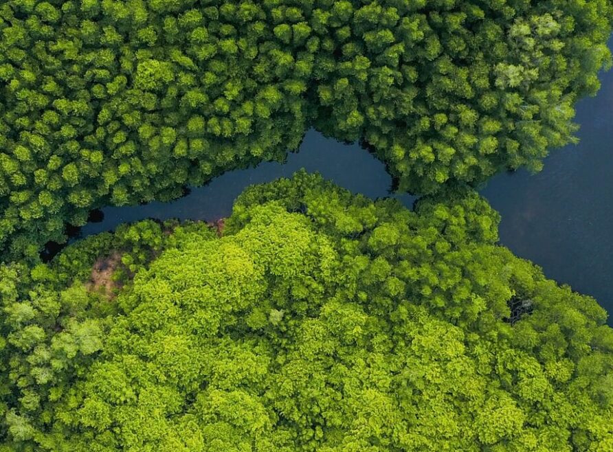 Marex — Mangrove Project