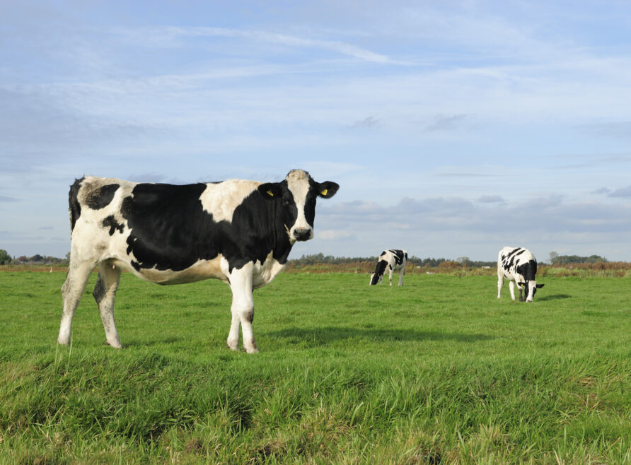 An image of three cows in a meadow
