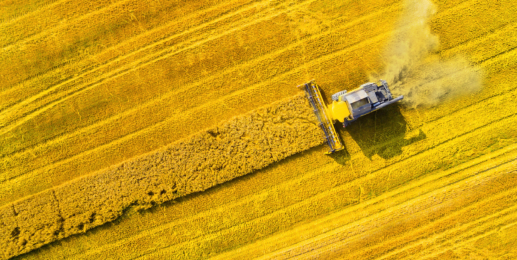 El Niño and Agriculture: Weather Shocks, Supply Risk and Market Pricing